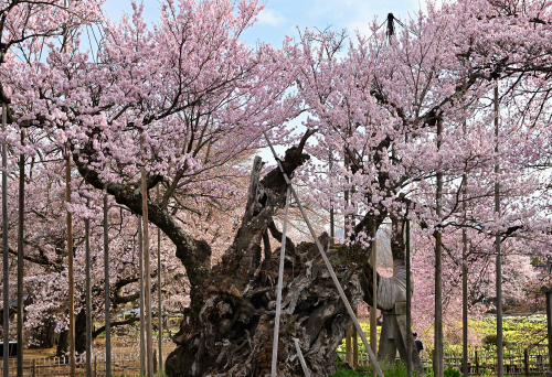 エド桜